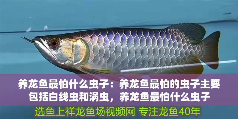 養龍魚最怕什么蟲子：養龍魚最怕的蟲子主要包括白線蟲和渦蟲，養龍魚最怕什么蟲子