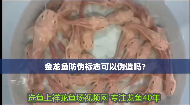 金龍魚防偽標志可以偽造嗎？