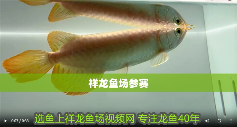 祥龍魚場參賽