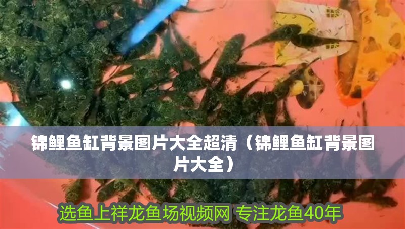 錦鯉魚缸背景圖片大全超清（錦鯉魚缸背景圖片大全）