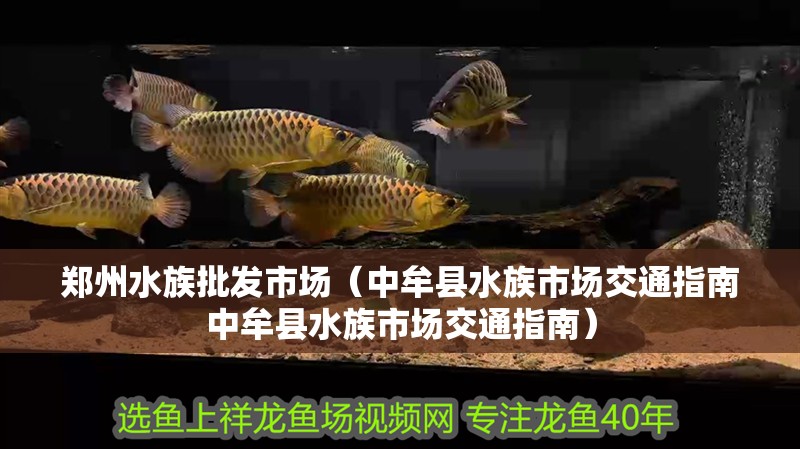 鄭州水族批發市場（<strong><mark>中牟</mark></strong>縣水族市場交通指南<strong><mark>中牟</mark></strong>縣水族市場交通指南）