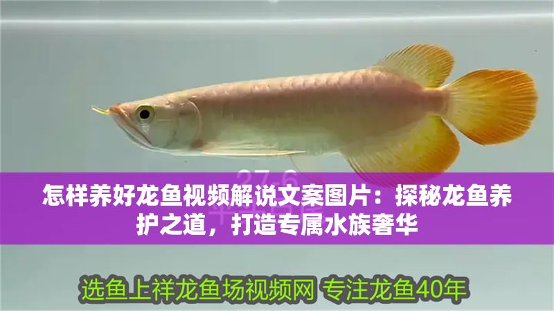 怎樣養好龍魚視頻解說文案圖片：探秘龍魚養護之道，打造專屬水族奢華