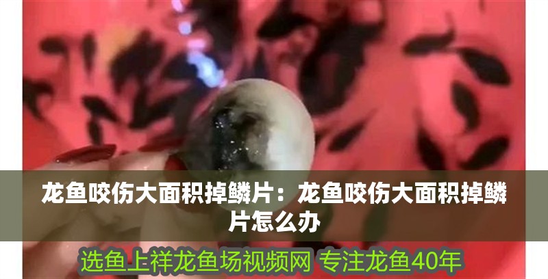 龍魚咬傷大面積掉鱗片：龍魚咬傷大面積掉鱗片怎么辦