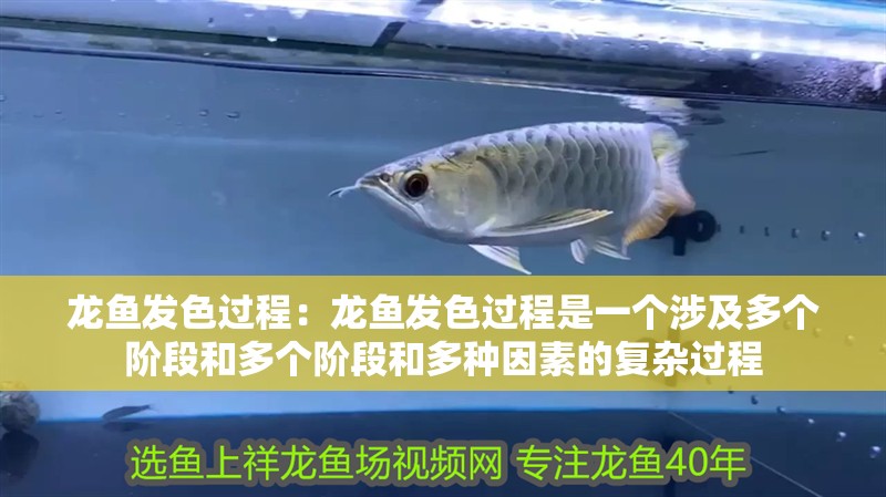 龍魚發色過程：龍魚發色過程是一個涉及多個階段和多個階段和多種因素的復雜過程
