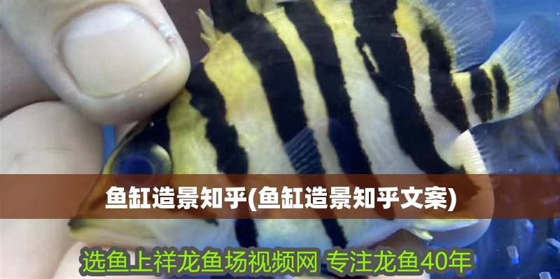 魚缸造景知乎(魚缸造景知乎文案)