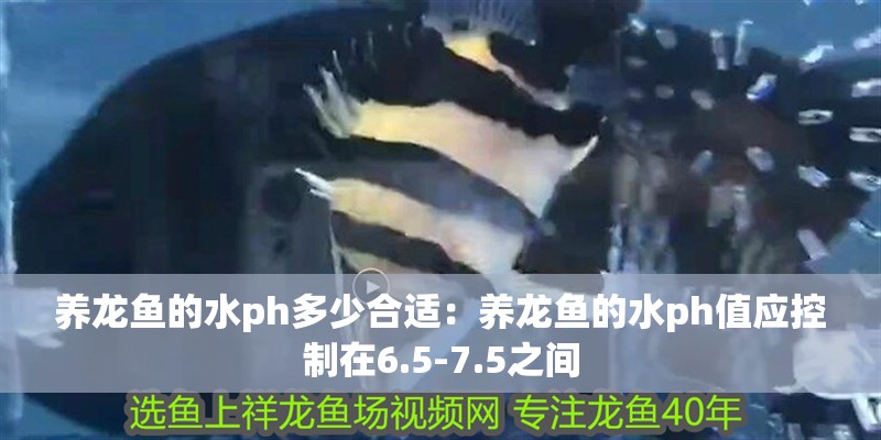 養(yǎng)龍魚的水ph多少合適：養(yǎng)龍魚的水ph值應(yīng)控制在6.5-7.5之間