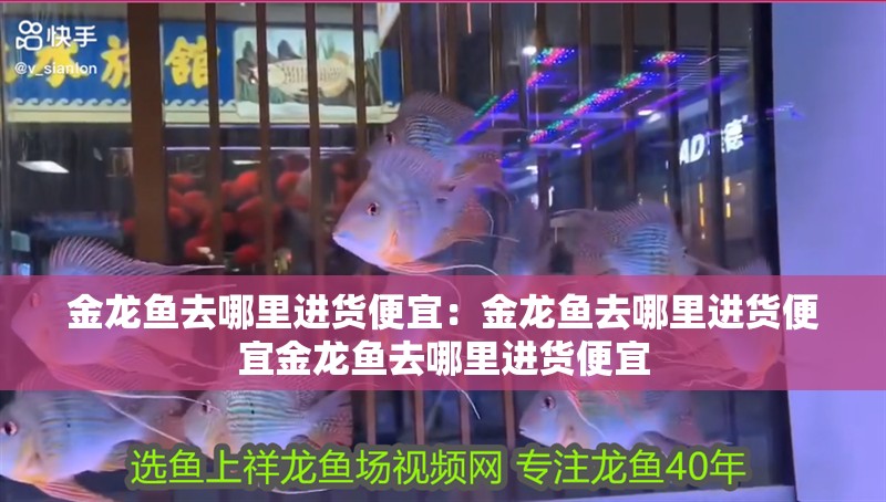 金龍魚去哪里進貨便宜：金龍魚去哪里進貨便宜金龍魚去哪里進貨便宜