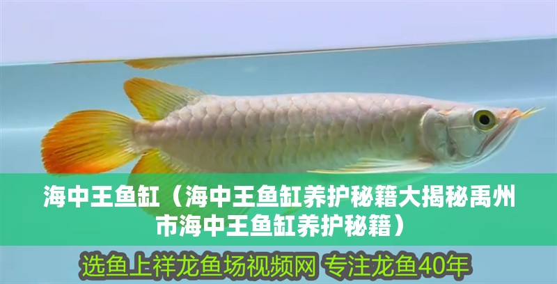 海中王魚缸（海中王魚缸養護秘籍大揭秘禹州市海中王魚缸養護秘籍）