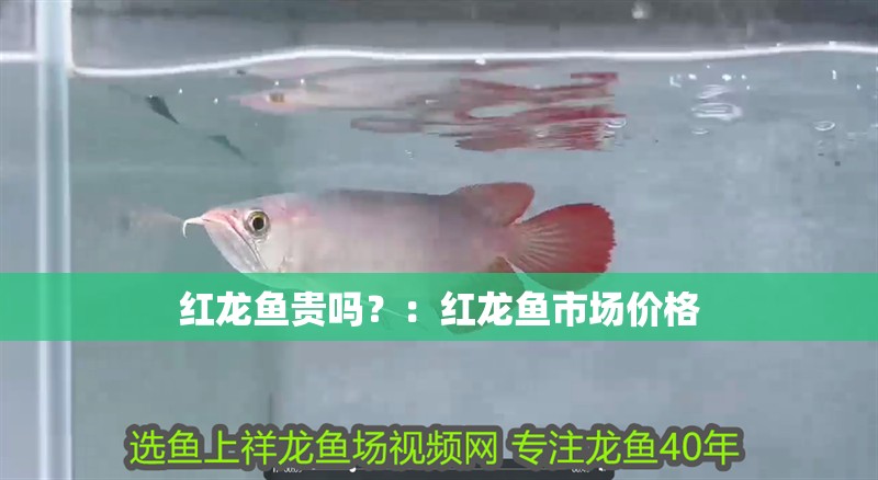 紅龍魚貴嗎？：紅龍魚市場價格