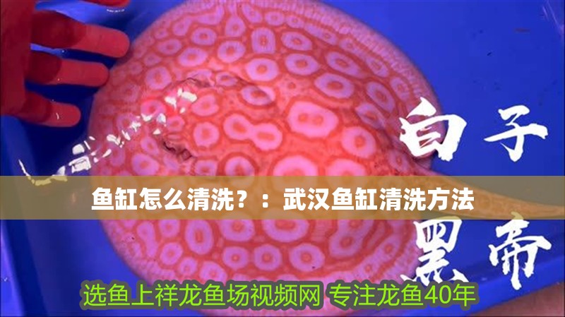 魚缸怎么清洗？：武漢魚缸清洗方法