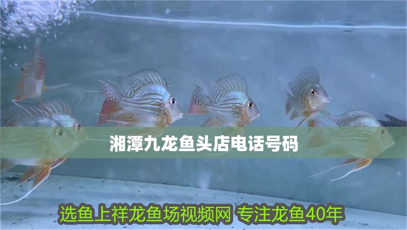 <strong><mark>湘潭</mark></strong>九龍魚頭店電話號碼