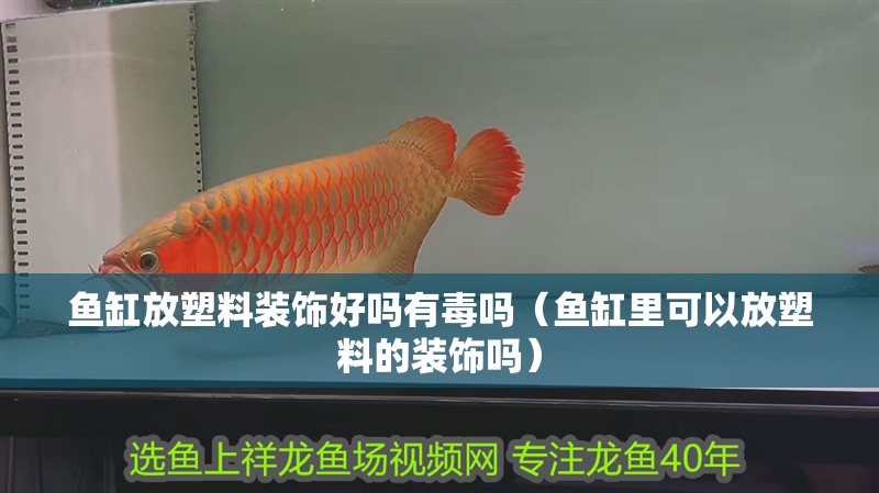 魚缸放塑料裝飾好嗎有毒嗎（魚缸里可以放塑料的裝飾嗎）
