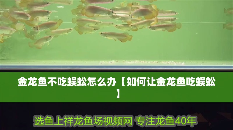金龍魚不吃蜈蚣怎么辦【如何讓金龍魚吃蜈蚣】