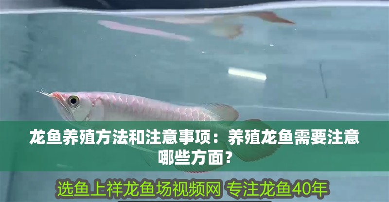 龍魚(yú)養(yǎng)殖方法和注意事項(xiàng)：養(yǎng)殖龍魚(yú)需要注意哪些方面？