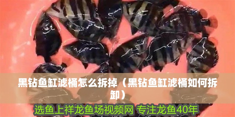 黑鉆魚缸濾桶怎么拆掉（黑鉆魚缸濾桶如何拆卸） 黑鉆魚缸濾桶怎么拆掉（黑鉆魚缸濾桶如何拆卸） 魚缸百科