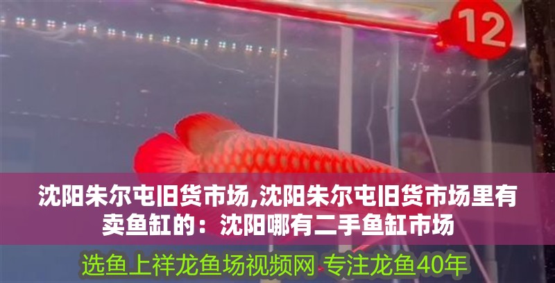 沈陽朱爾屯舊貨市場,沈陽朱爾屯舊貨市場里有賣魚缸的：沈陽哪有二手魚缸市場