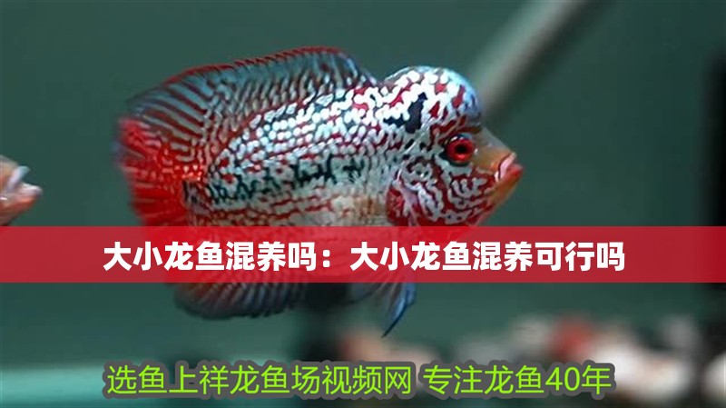 大小龍魚混養(yǎng)嗎：大小龍魚混養(yǎng)可行嗎