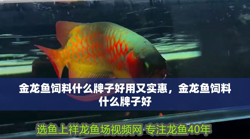 金龍魚飼料什么牌子好用又實惠，金龍魚飼料什么牌子好