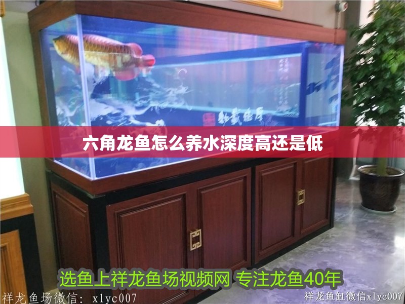 六角龍魚怎么養水深度高還是低
