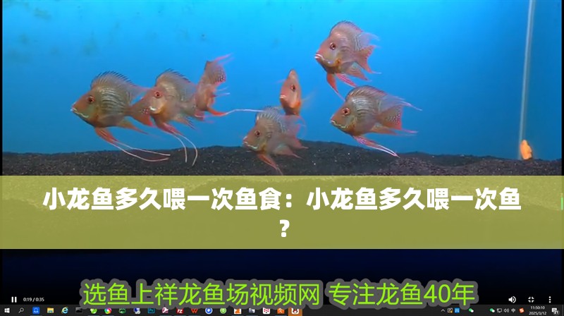 小龍魚多久喂一次魚食：小龍魚多久喂一次魚？