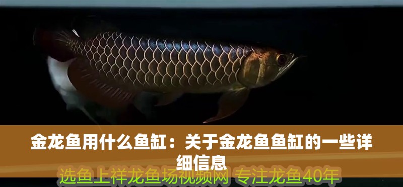 金龍魚(yú)用什么魚(yú)缸：關(guān)于金龍魚(yú)魚(yú)缸的一些詳細(xì)信息