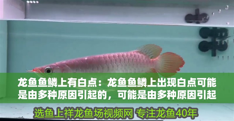 龍魚魚鱗上有白點：龍魚魚鱗上出現白點可能是由多種原因引起的，可能是由多種原因引起的