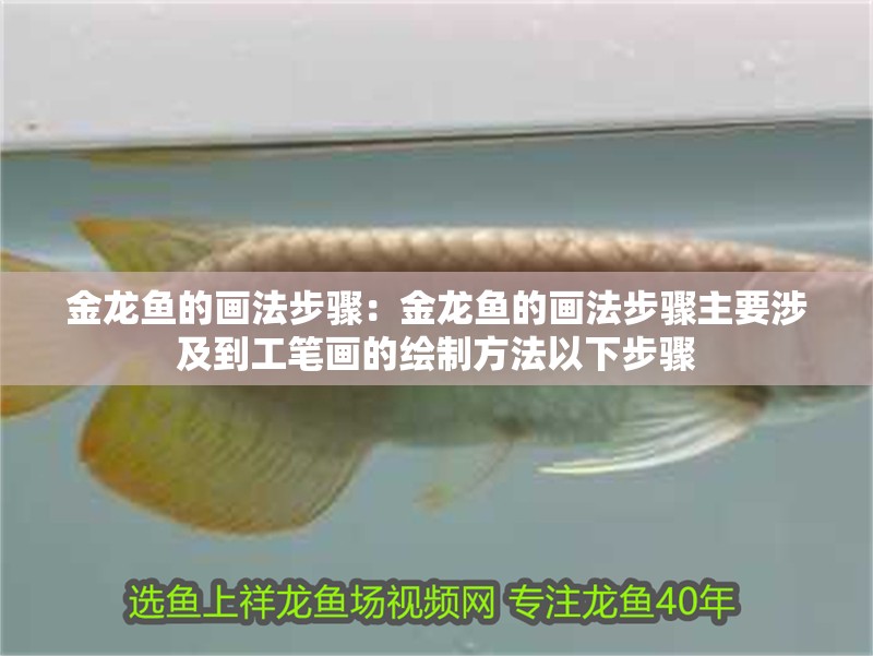 金龍魚的畫法步驟：金龍魚的畫法步驟主要涉及到工筆畫的繪制方法以下步驟