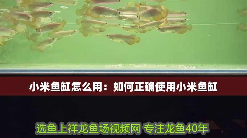 小米魚缸怎么用：如何正確使用小米魚缸