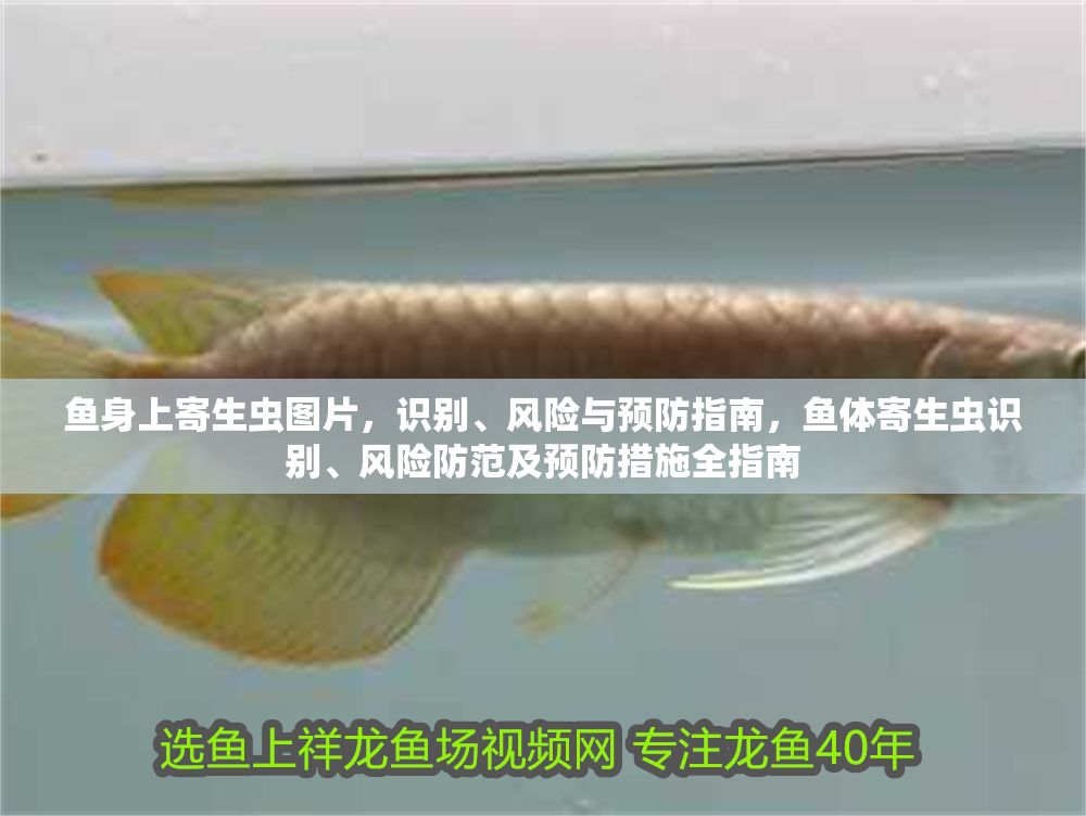 魚身上寄生蟲圖片，識別、風險與預防指南，魚體寄生蟲識別、風險防范及預防措施全指南