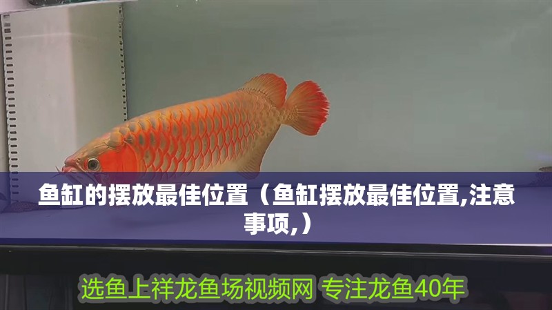 魚缸的擺放最佳位置（魚缸擺放最佳位置,注意事項(xiàng),）