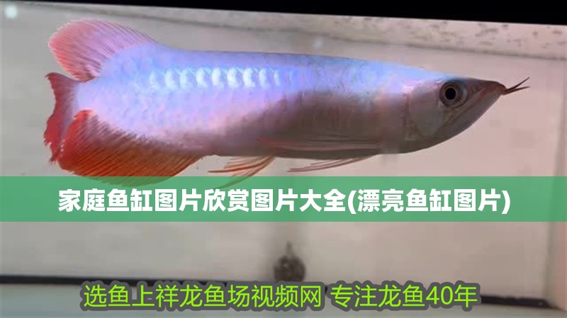 家庭魚缸圖片欣賞圖片大全(漂亮魚缸圖片)