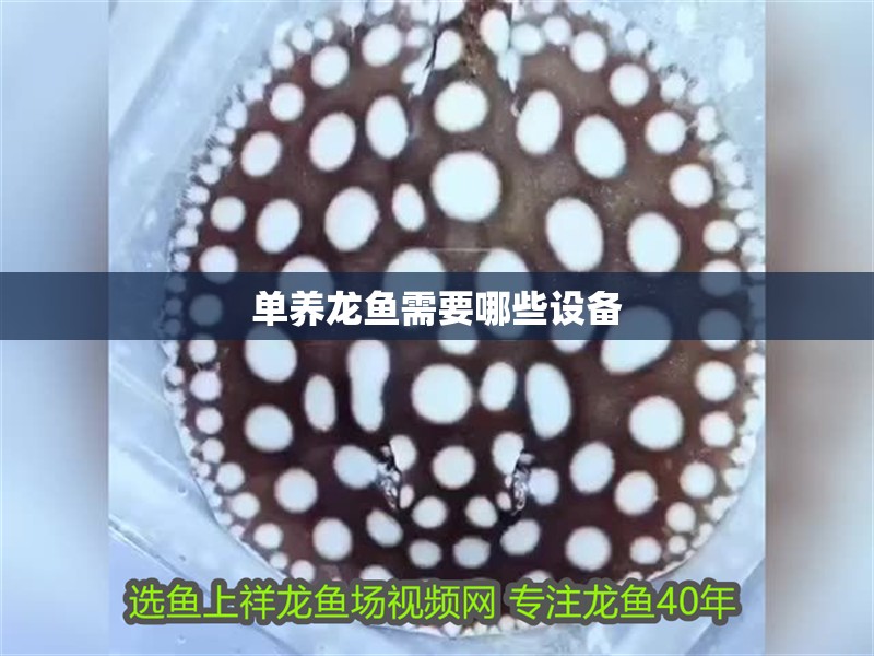 單養(yǎng)龍魚需要哪些設(shè)備