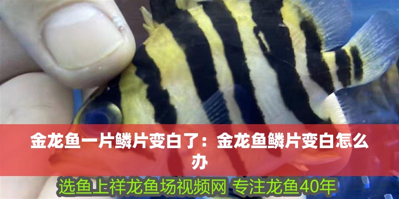 金龍魚一片鱗片變白了：金龍魚鱗片變白怎么辦