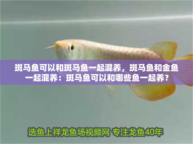 斑馬魚可以和斑馬魚一起混養(yǎng)，斑馬魚和金魚一起混養(yǎng)：斑馬魚可以和哪些魚一起養(yǎng)？