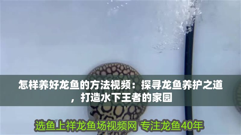 怎樣養好龍魚的方法視頻：探尋龍魚養護之道，打造水下王者的家園