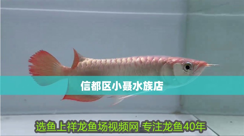 信都區小聶水族店