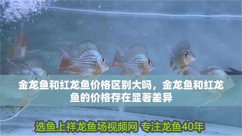 金龍魚和紅龍魚價格區別大嗎，金龍魚和紅龍魚的價格存在顯著差異