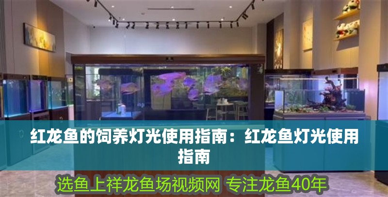 紅龍魚的飼養(yǎng)燈光使用指南：紅龍魚燈光使用指南