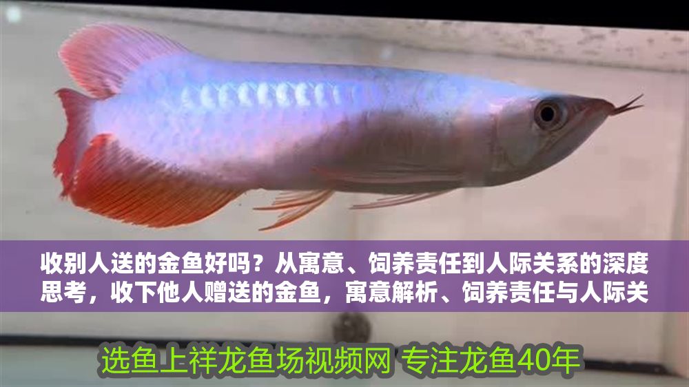 收別人送的金魚好嗎？從寓意、飼養責任到人際關系的深度思考，收下他人贈送的金魚，寓意解析、飼養責任與人際關系探討