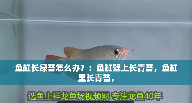 魚缸長綠苔怎么辦？：魚缸壁上長青苔，魚缸里長青苔，