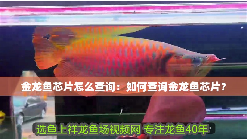 金龍魚芯片怎么查詢：如何查詢金龍魚芯片？