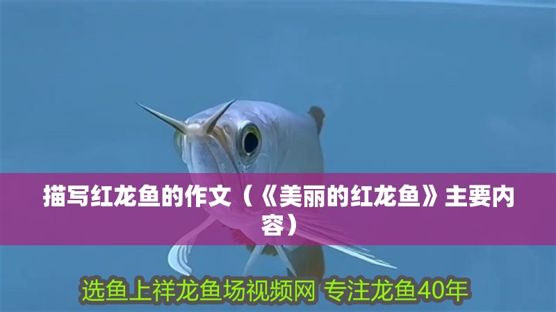 描寫紅龍魚的作文（《美麗的紅龍魚》主要內(nèi)容）