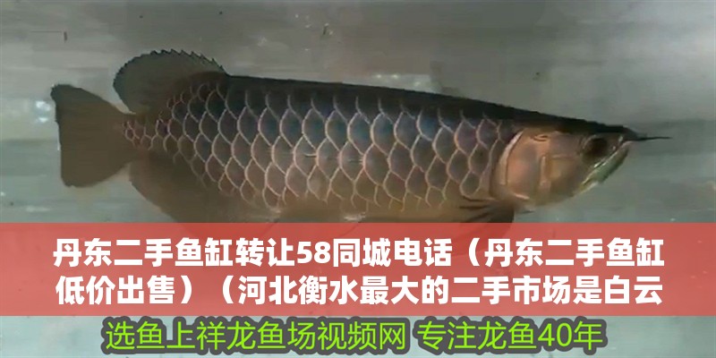 丹東二手魚(yú)缸轉(zhuǎn)讓58同城電話（丹東二手魚(yú)缸低價(jià)出售）（河北衡水最大的二手市場(chǎng)是白云二手家具市場(chǎng)，可乘坐28路公交車）