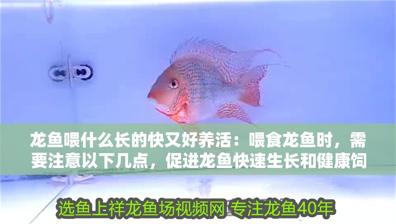 龍魚喂什么長的快又好養活：喂食龍魚時，需要注意以下幾點，促進龍魚快速生長和健康飼養