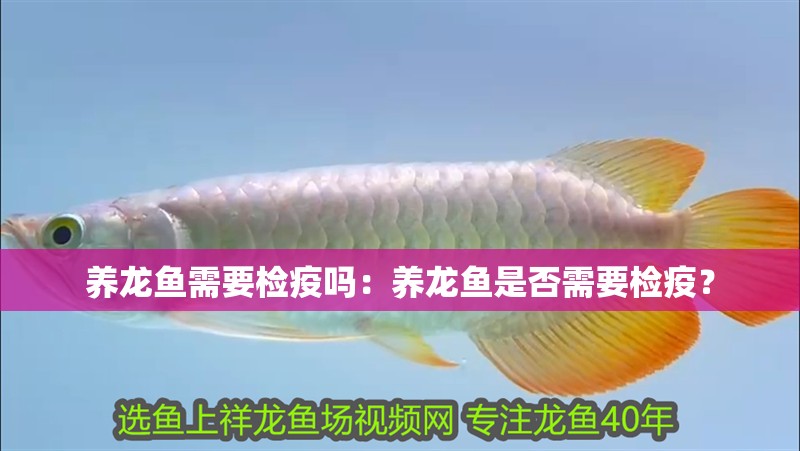 養龍魚需要檢疫嗎：養龍魚是否需要檢疫？