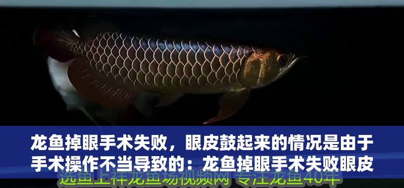 龍魚掉眼手術失敗，眼皮鼓起來的情況是由于手術操作不當導致的：龍魚掉眼手術失敗眼皮鼓起來怎么辦