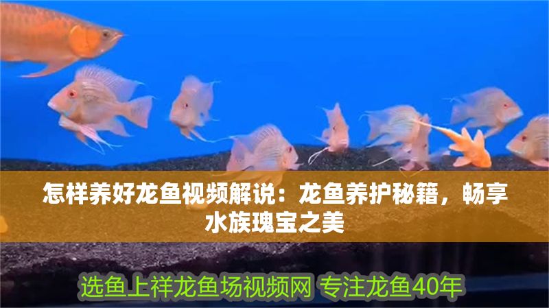 怎樣養好龍魚視頻解說：龍魚養護秘籍，暢享水族瑰寶之美