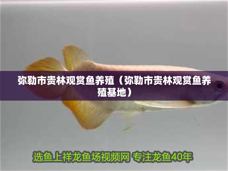 彌勒市貴林觀賞魚養殖（彌勒市貴林觀賞魚養殖基地）