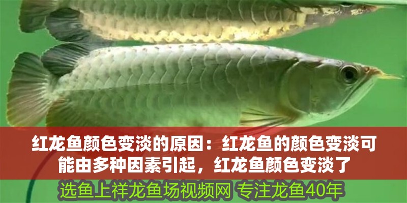 紅龍魚顏色變淡的原因：紅龍魚的顏色變淡可能由多種因素引起，紅龍魚顏色變淡了