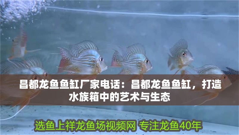 昌都龍魚魚缸廠家電話：昌都龍魚魚缸，打造水族箱中的藝術與生態